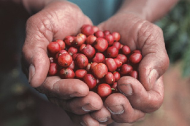 Pour « rentabiliser la filière café »