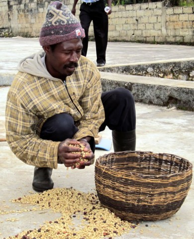 Café : les producteurs peinent à augmenter leur revenu