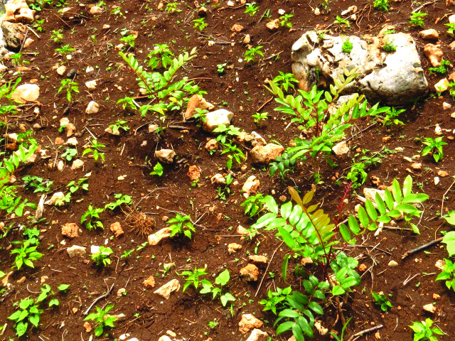 First results of aerial seeding campaign are promising