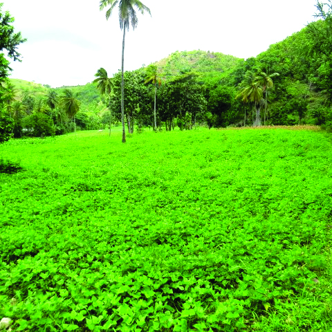 FONHDAD: Scientific approaches to improve agricultural production