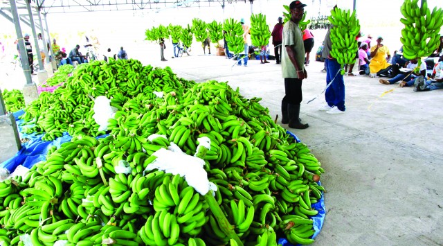 The first shipment of Agritrans bananas sets sail for Europe