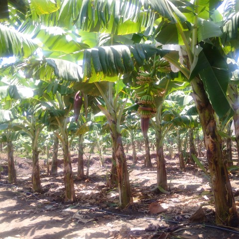 L’Amérique latine pour l’instant épargnée par la crise mondiale de la banane