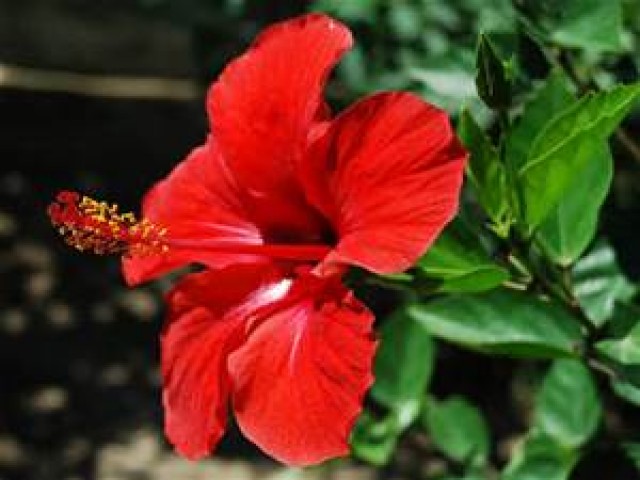 Hibiscus Flower