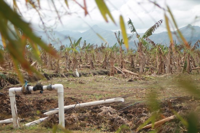 Banane: Agritrans cherche un nouveau souffle