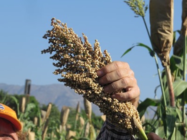 Distribution de semences de sorgho aux agriculteurs de la plaine du Cul-de-Sac