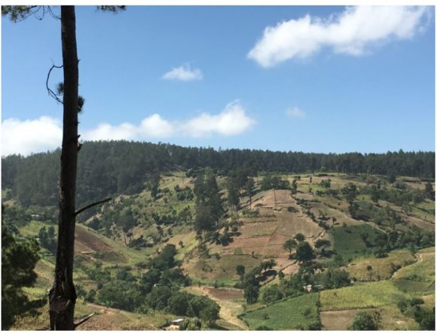 Un chercheur expose trois mythes répandus sur la déforestation en Haïti