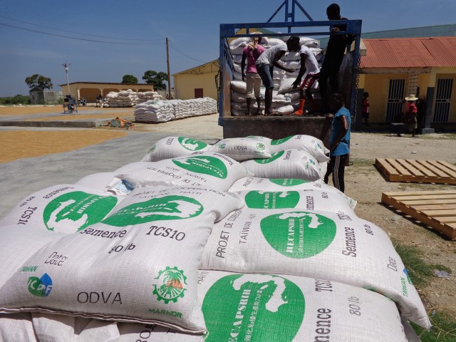 350 tonnes de semences de riz distribuées aux riziculteurs pour la campagne d’hiver 