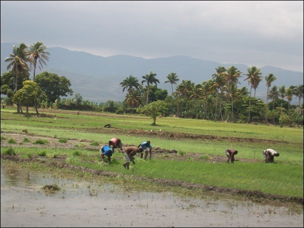 Haïti va devoir importer plus de riz