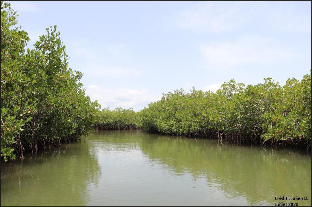 Port-de-Paix : la mangrove de Haut-Fourneau en danger