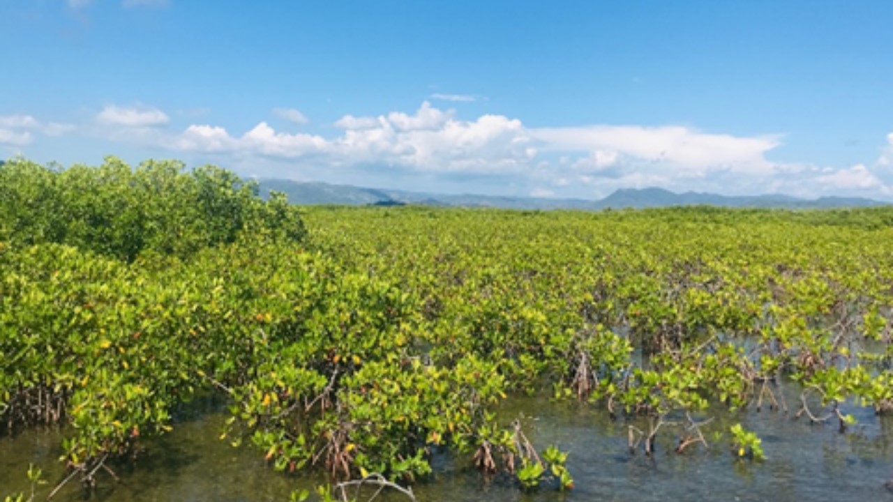 « Sove Mang lan, plante lavi » : quand la misère menace les mangroves à la Gonâve