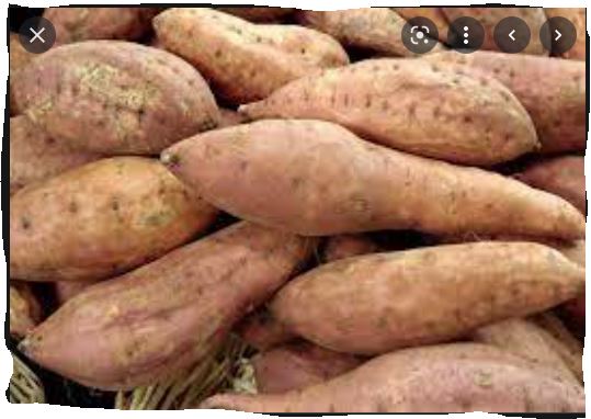 Le Nouvelliste | Des experts proposent l’arbre véritable, racines et ...