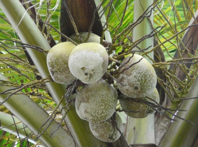 Nippes : une épidémie décime les cocotiers