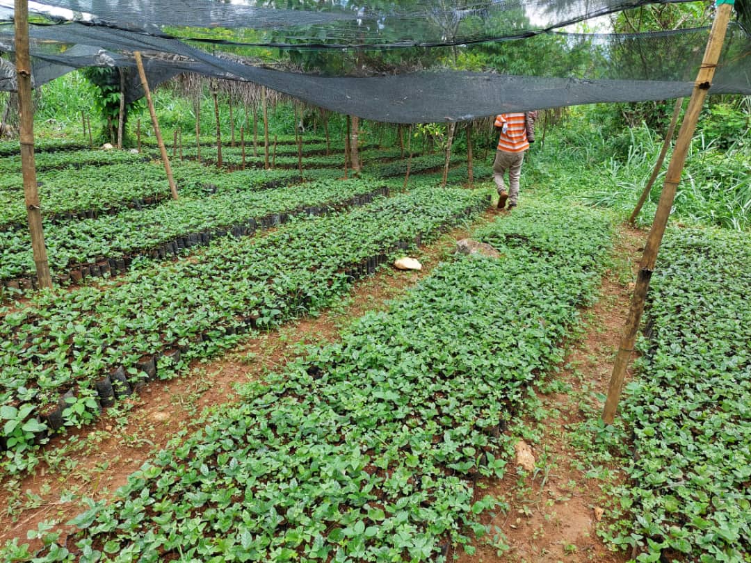 «La production du café pourrait aider à sortir le pays de l'ornière du sous-développement»