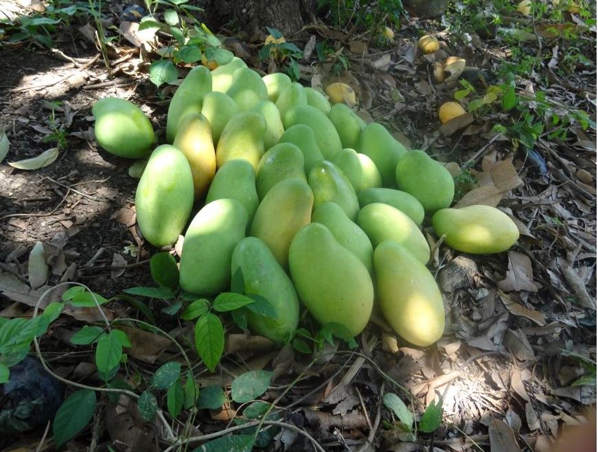 Insécurité : nos mangues perdent le marché américain 