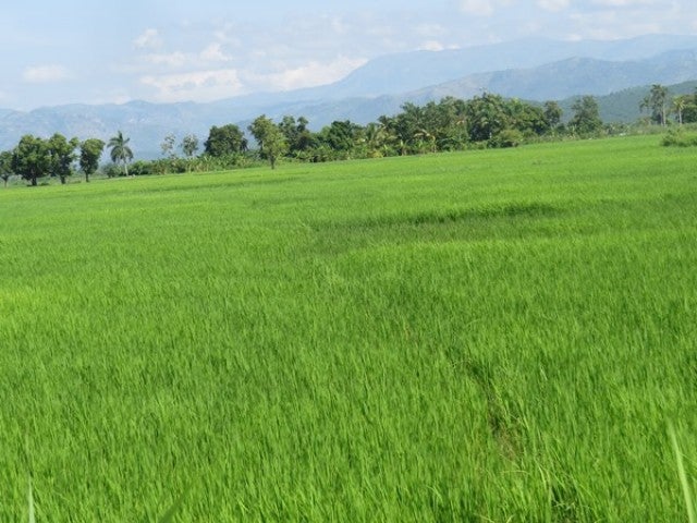 Les problèmes de l’agriculture haïtienne  sont plus structurels que conjoncturels