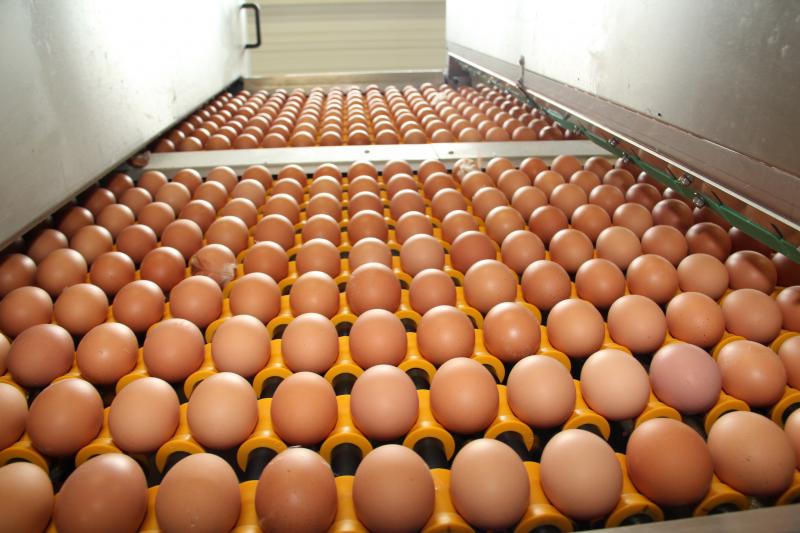 Interdiction d’exportation d’œufs dominicains vers Haïti: des experts haïtiens analysent