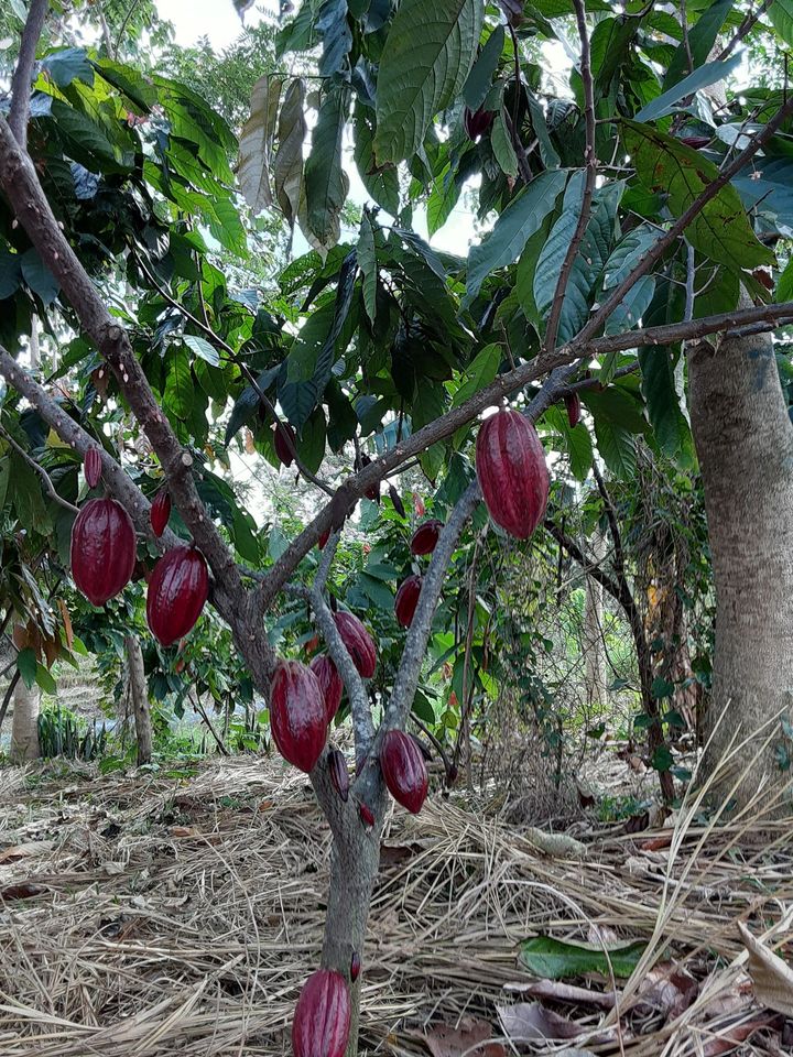 Preventing Cocoa from Suffering the Same Destiny as Haitian Coffee