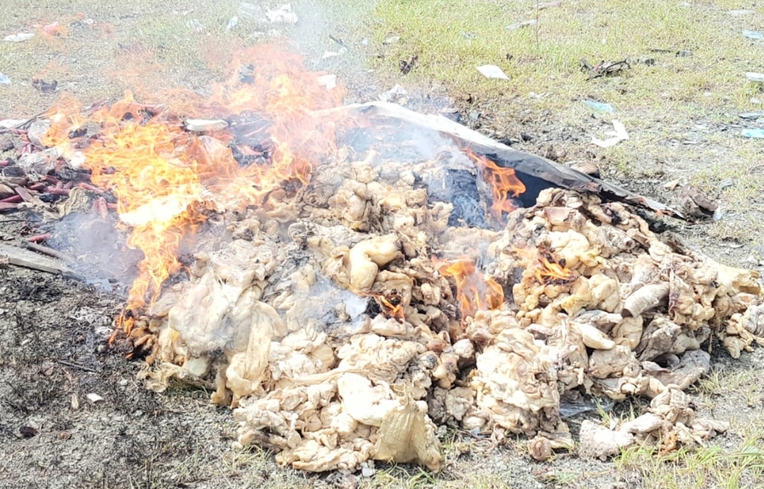 Northeast: Dominican products smuggled in seized and burned by customs officers