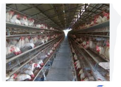 L’élevage de volaille, un des leviers pour combattre l’insécurité alimentaire en Haïti