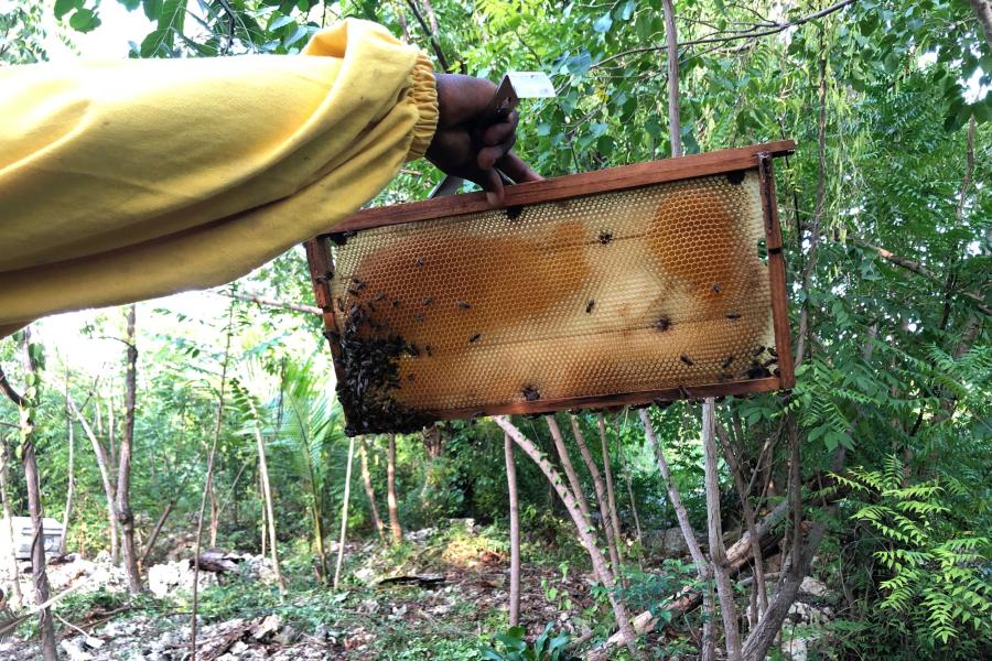 L’apiculture en Haïti, une importante filière de développement