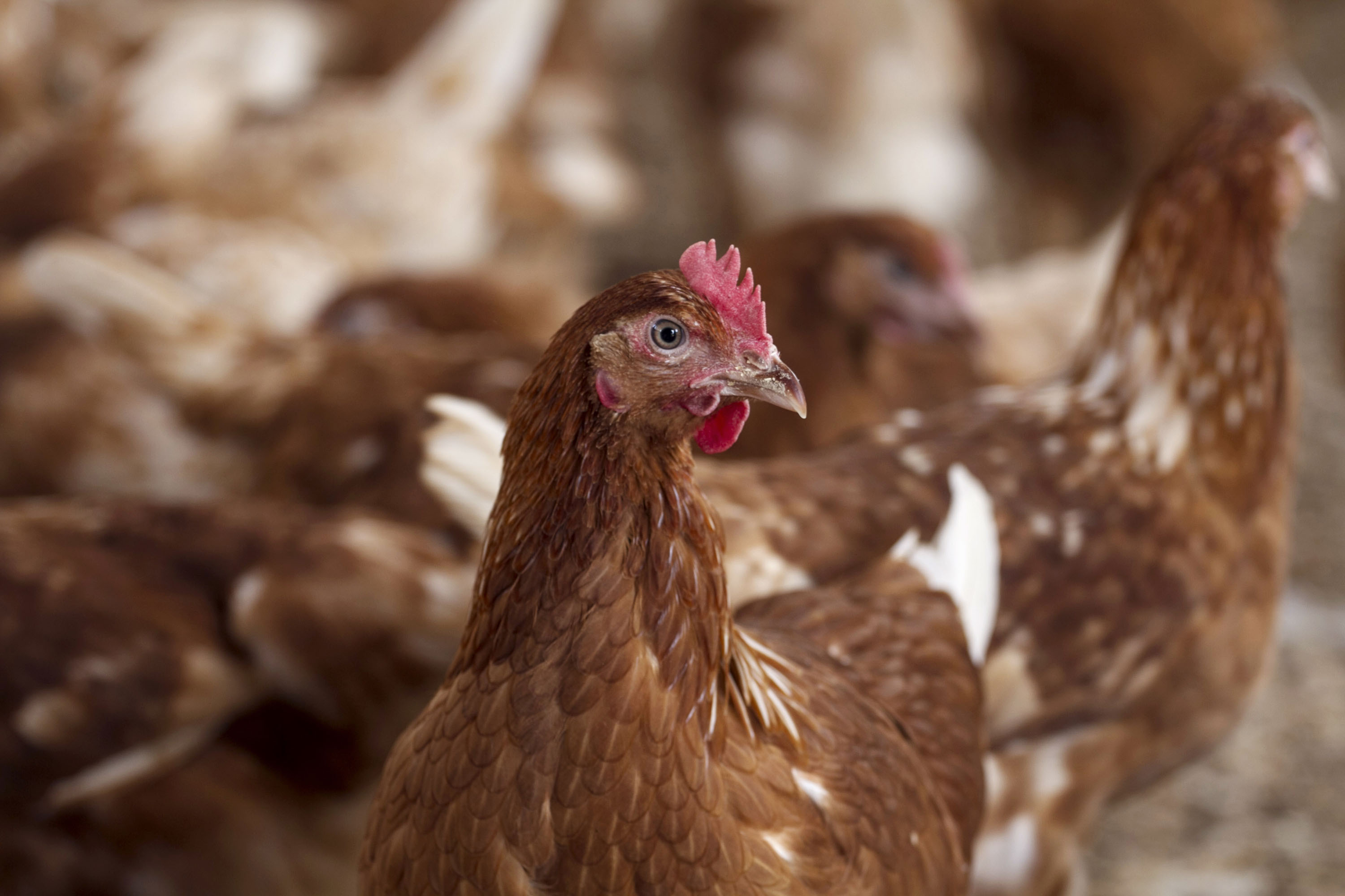 La propagation du virus de la grippe aviaire hautement pathogène H5N1 exige une action renforcée, selon la FAO