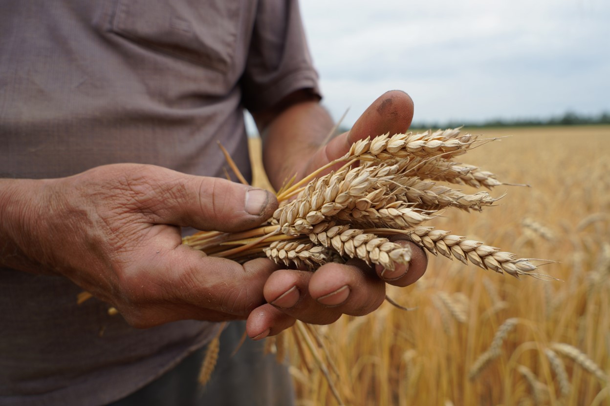Le blé chahuté par une possible trêve en mer Noire entre la Russie et l'Ukraine