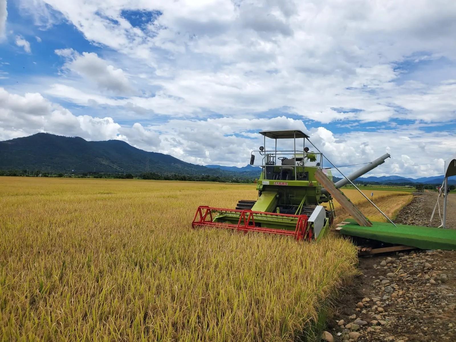 Récolte de riz 2025 : Une étape historique vers un nouveau record national en République dominicaine