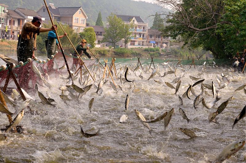Six nouveaux sites désignés Systèmes ingénieux du patrimoine agricole mondial