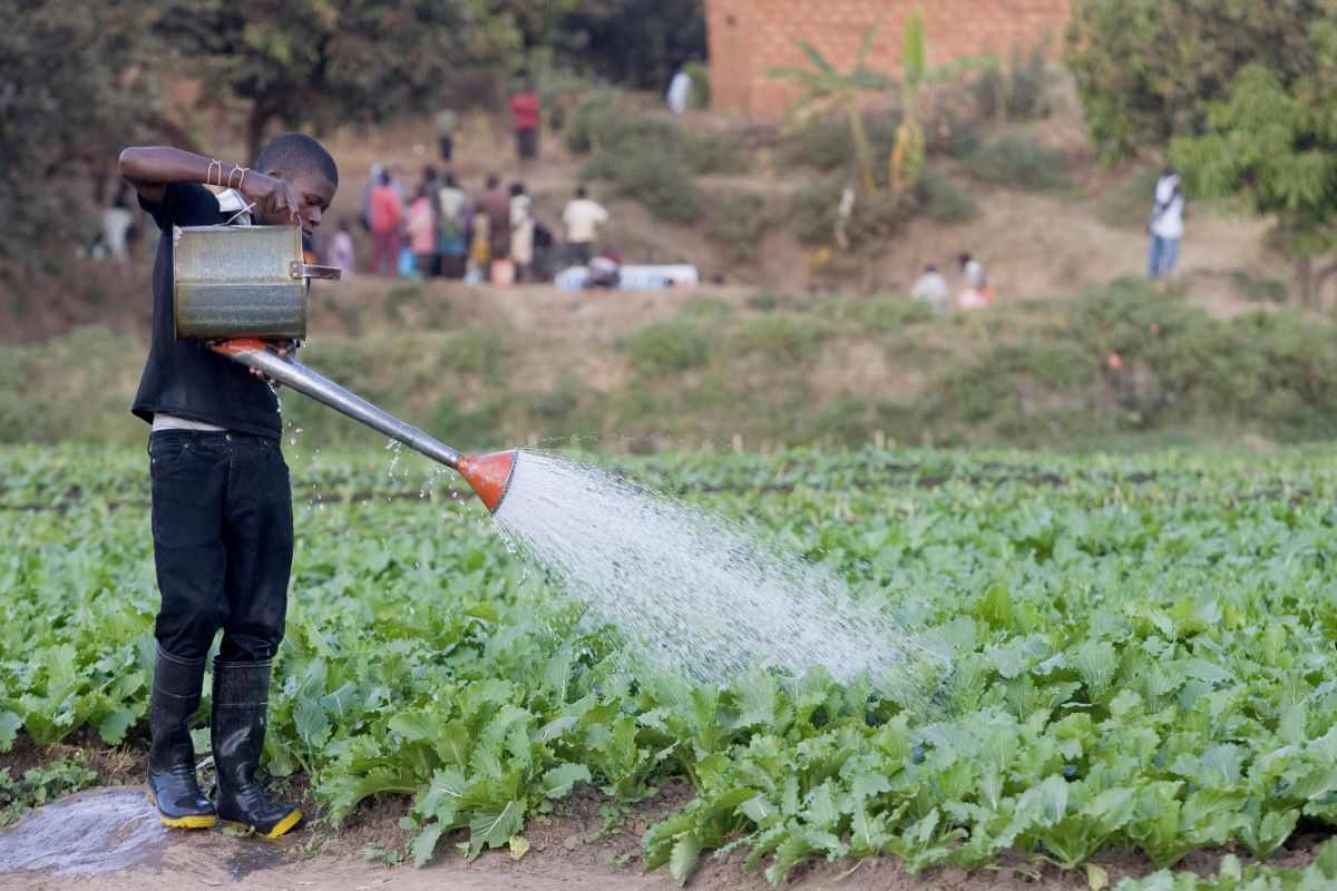 Nos champs, notre avenir : La lutte des agriculteurs de l’île d’Haïti face au changement climatique