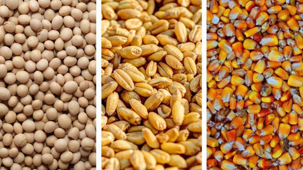 Rebond prudent des maïs, blé et soja sur les marchés mondiaux