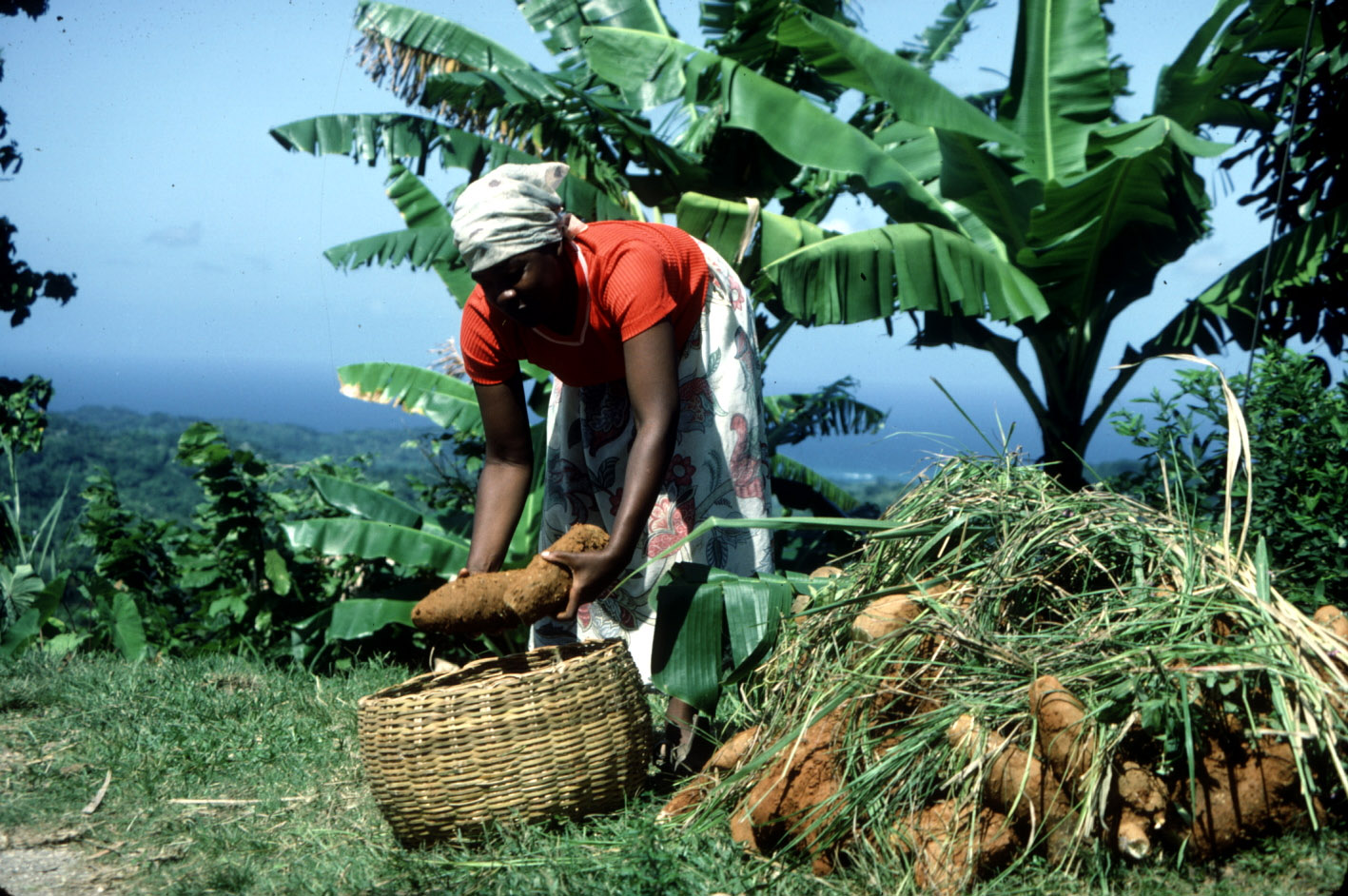 Notre agriculture nationale est notre richesse, et le peuple ouvrier est disponible