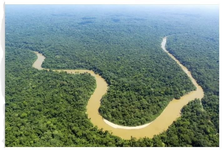 L'ONU veut placer les forêts au cœur de la COP30