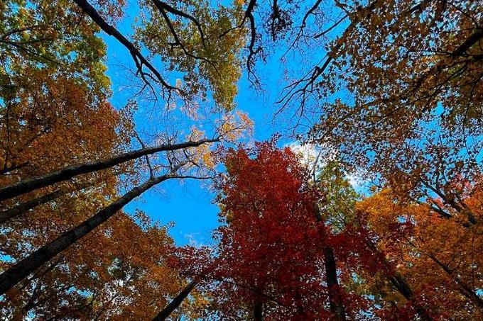 Le Brésil lance un fonds mondial pour inciter à sauver les forêts tropicales