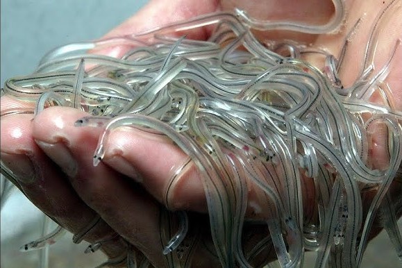 Les civelles en danger, un marché opaque qui profite aux gangs haïtiens