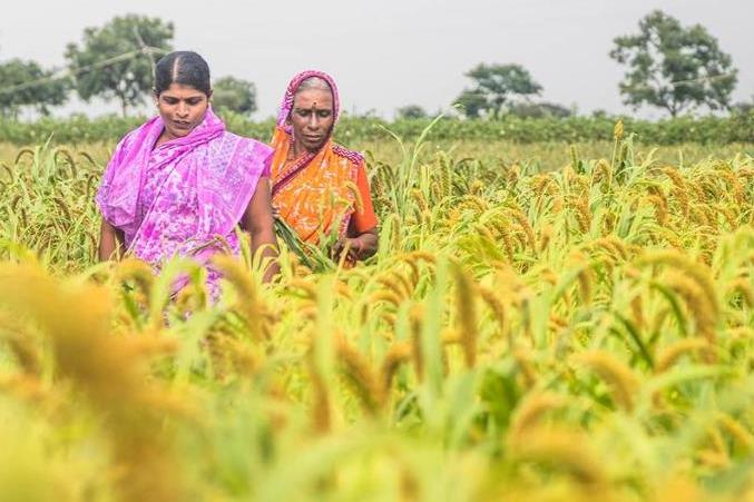 Fermes bios et puces d'IA dotées d'un nez : un sommet de l'ONU présente des solutions