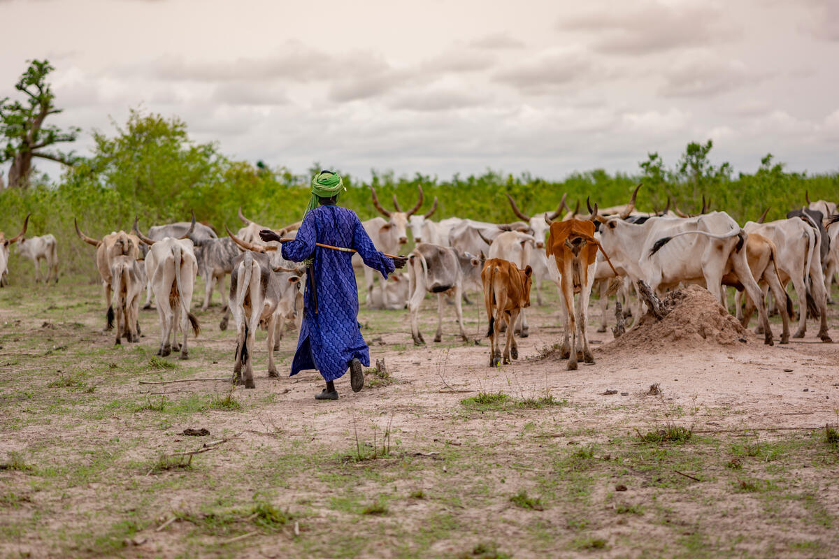 La FAO lance l’Année internationale des parcours et des éleveurs 2026 pour renforcer ces écosystèmes et soutenir les populations concernées