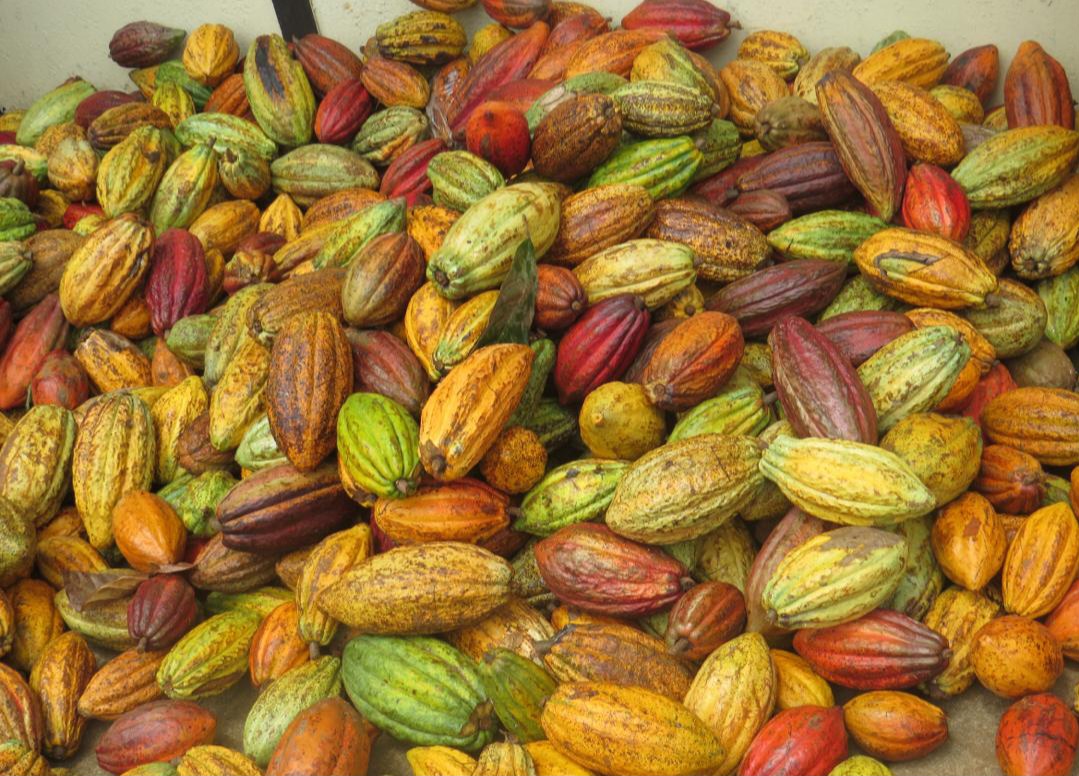 Promotion des PME en Haïti : et si la filière cacao prenait les autorités aux mots ?