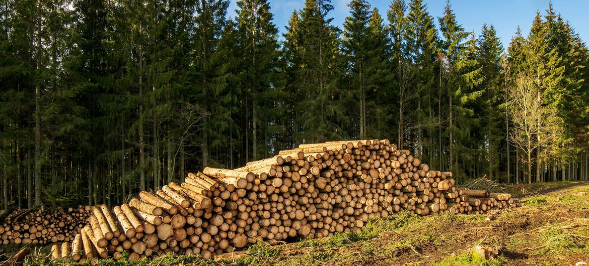 Le commerce mondial de produits forestiers renoue avec la croissance