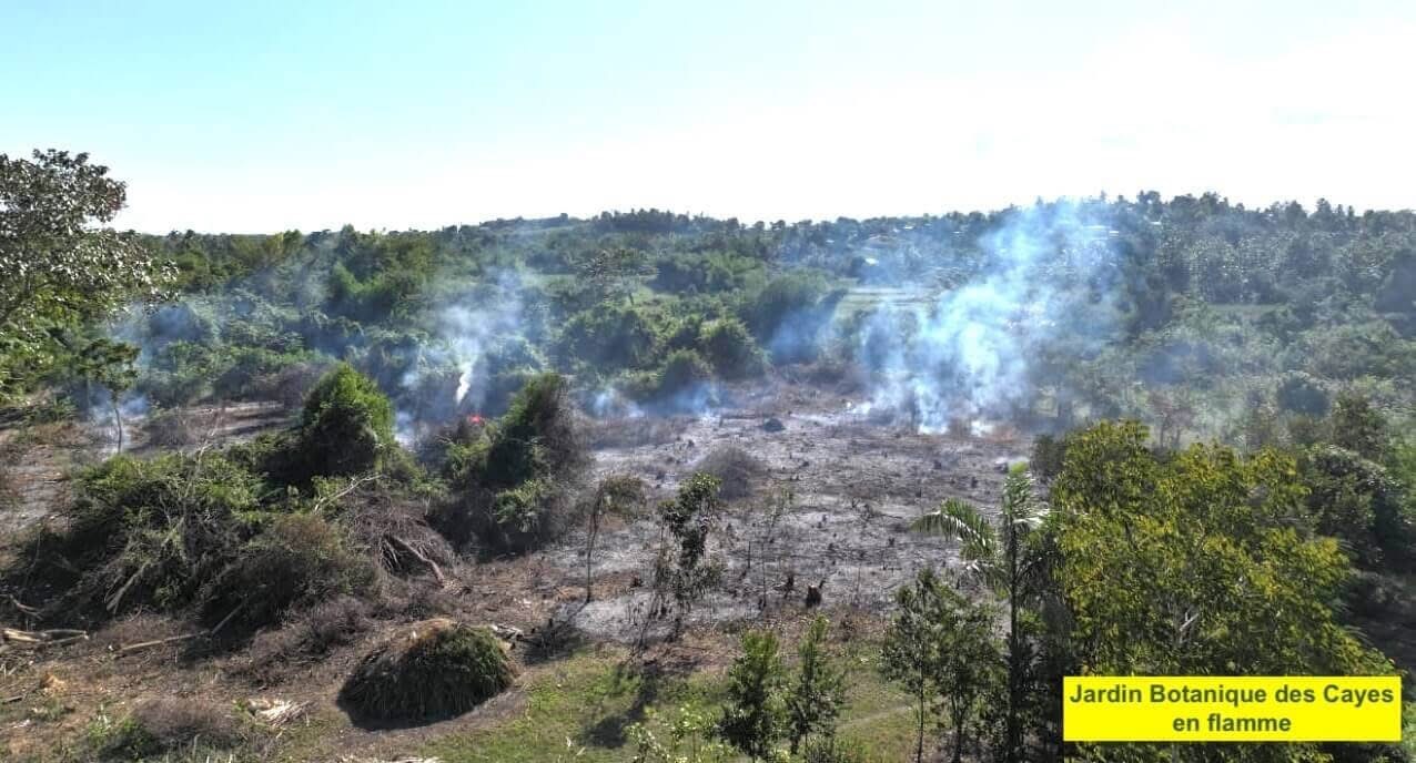 Des plantes endémiques du jardin botanique des Cayes brûlées et transformées en charbon de bois