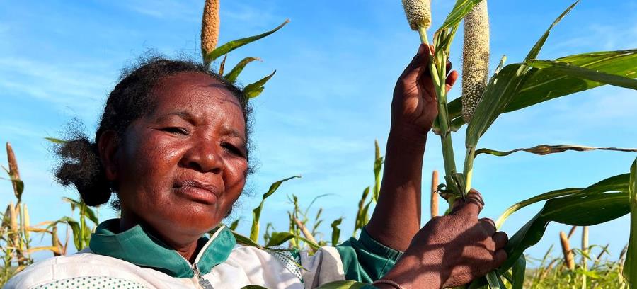 El Niño et les tensions géopolitiques fragilisent les marchés alimentaires mondiaux