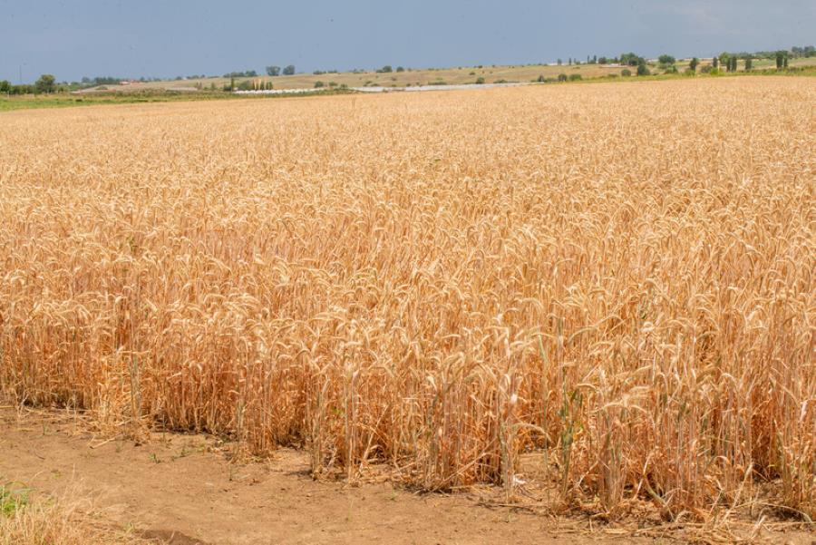L'indice FAO des prix alimentaires a progressé légèrement en juillet malgré les incertitudes climatiques, énergétiques et géopolitiques.
