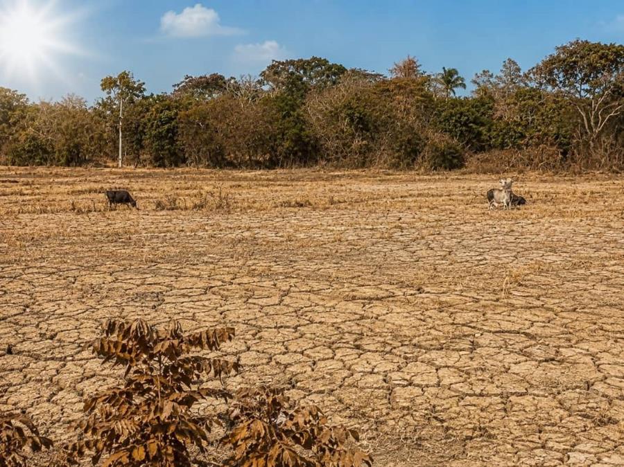 Entre sécheresse et avancement du projet PAPAIR, la production agricole en baisse dans le Nord-Est