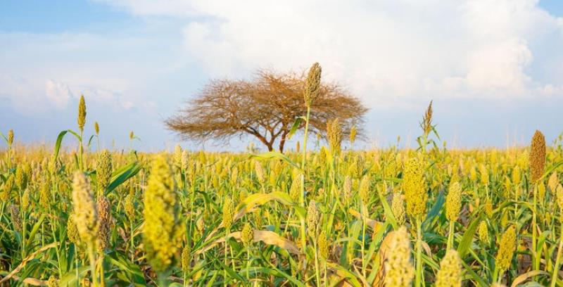 Les inquiétudes concernant l'approvisionnement font grimper l'indice FAO des prix alimentaires en août