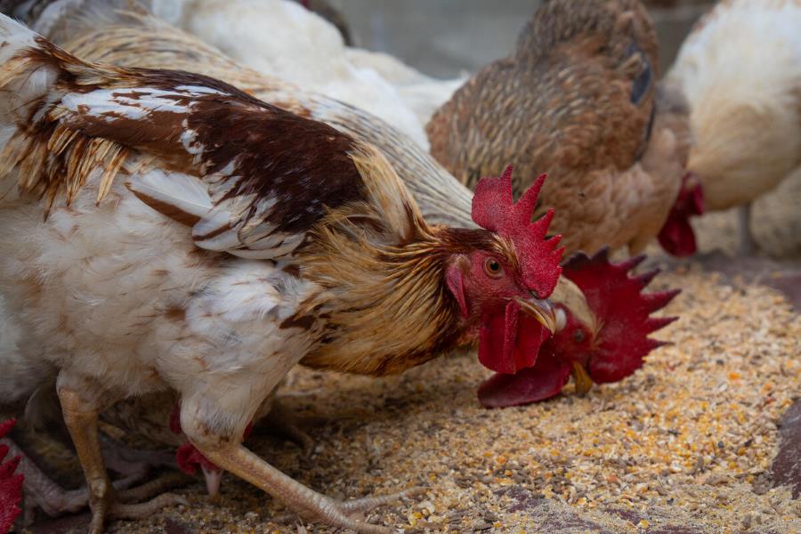 Rapport de la FAO : l'impact positif des systèmes d'élevage