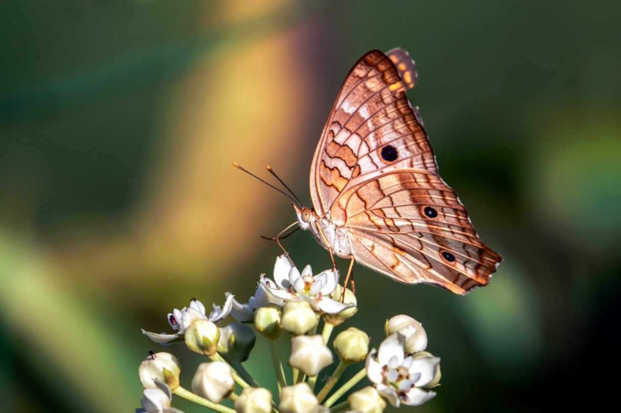 When is the butterfly season?